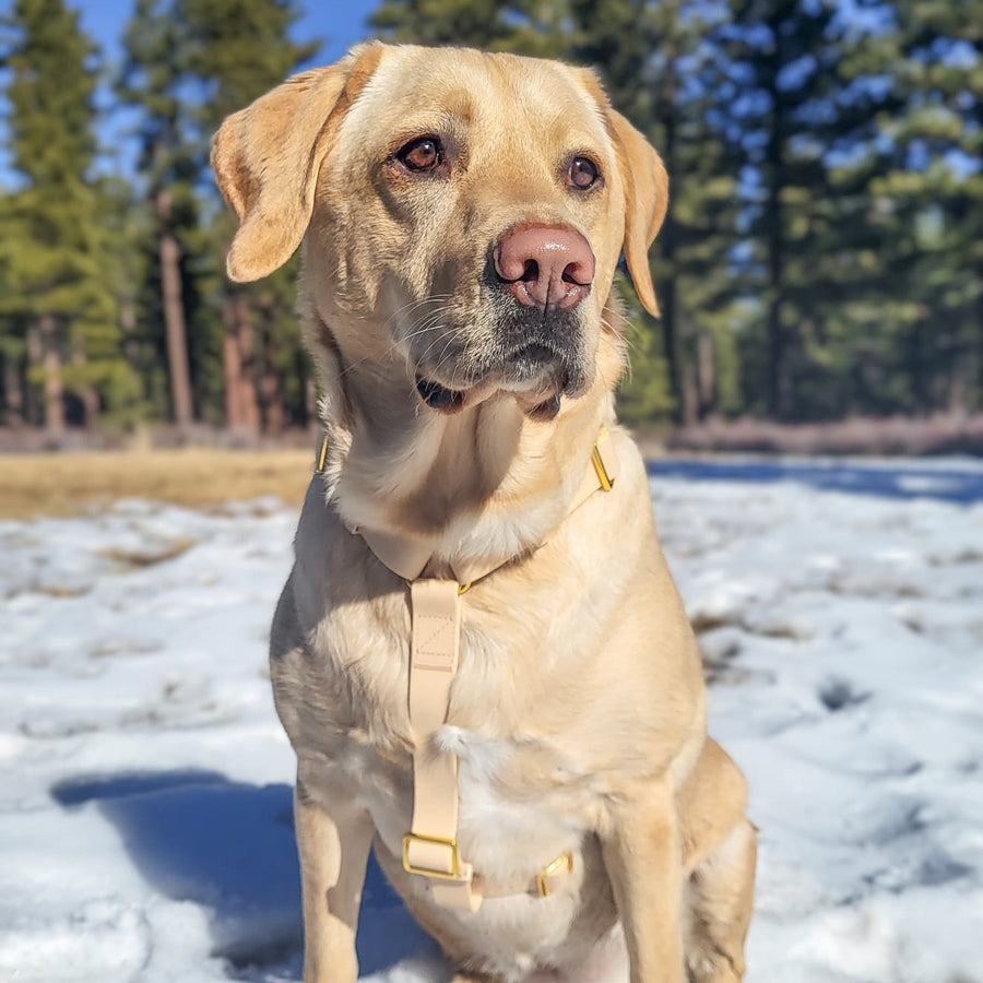 Beige Waterproof Dog Harness