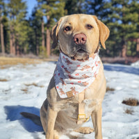 Bear in the Air Bandana