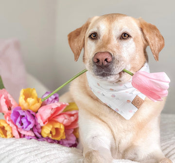 Tulip Field Bandana