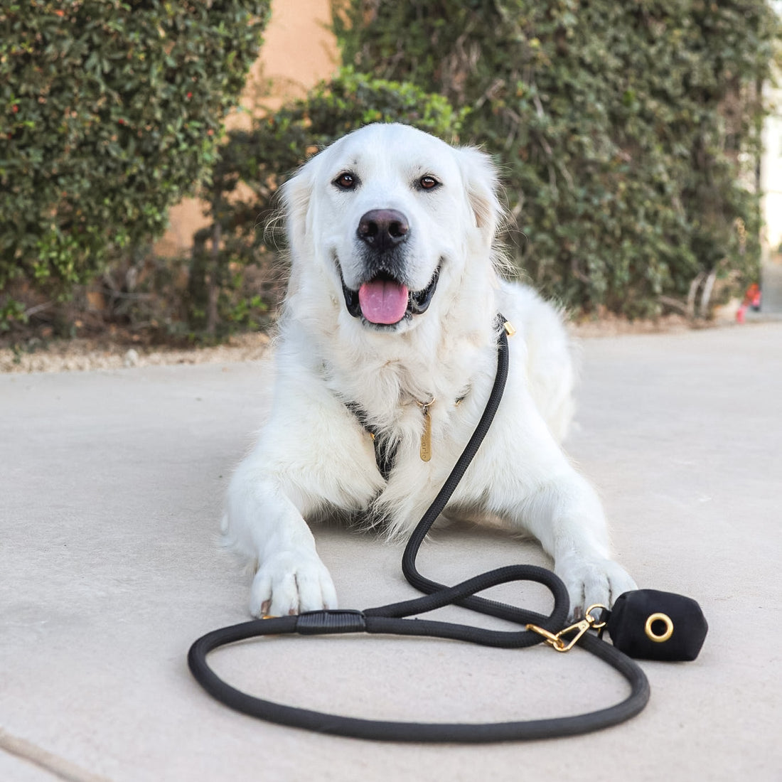 Black Rope Dog Leash