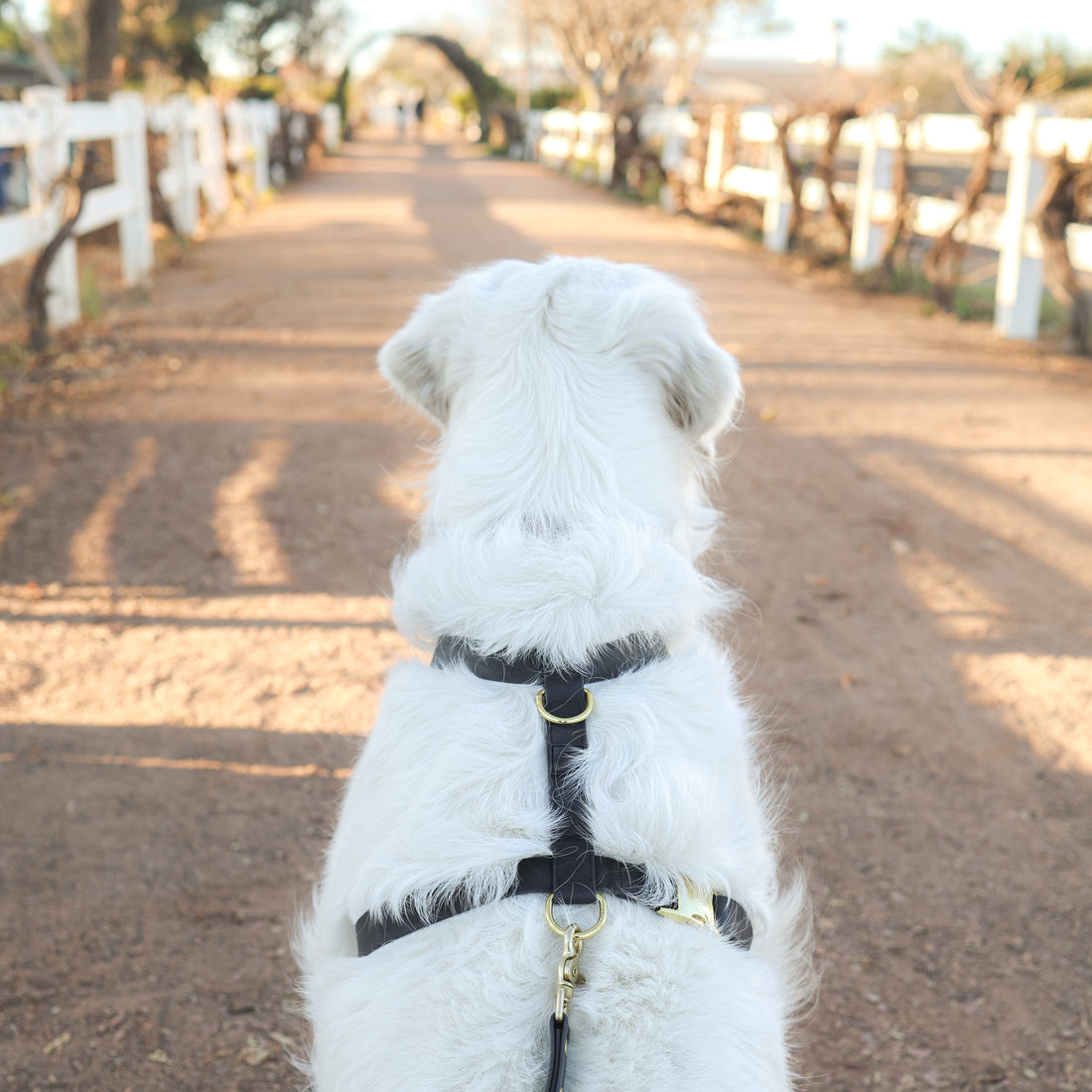 Waterproof Black Dog Harness