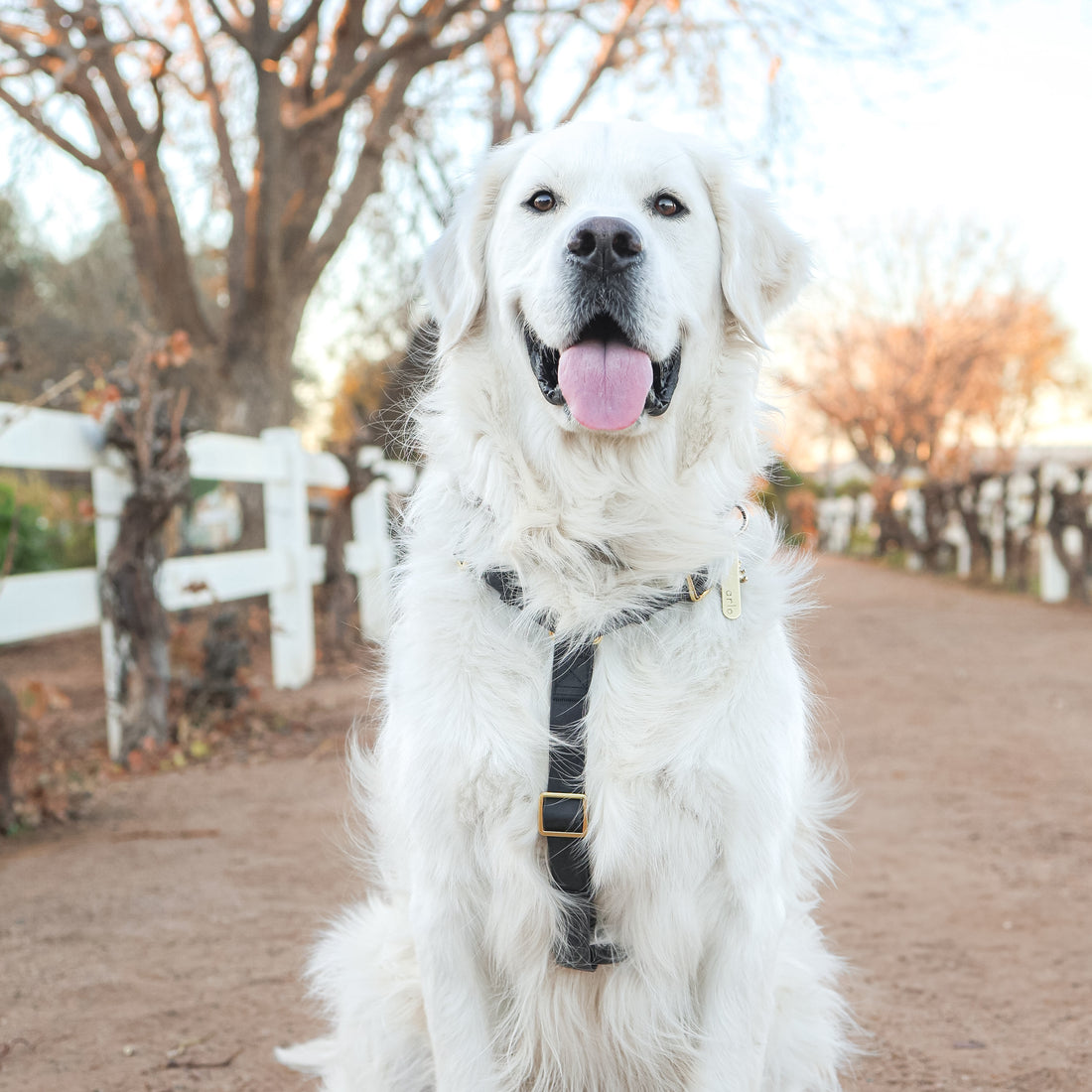 Waterproof Black Dog Harness