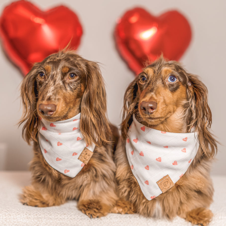 Amore Bandana