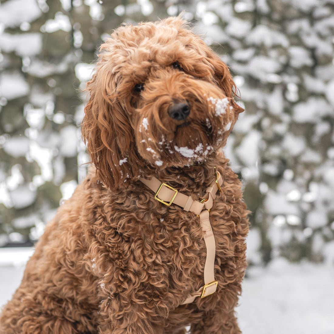 Beige Waterproof Dog Harness