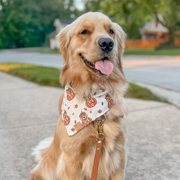 Golden Pumpkin Patch Bandana